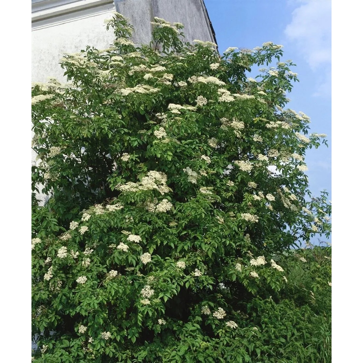 Blühender Schwarzer Holunder 'Haidegg 17', 40-60 cm, vor Hauswand. Beerenstrauch mit weißen Blüten.