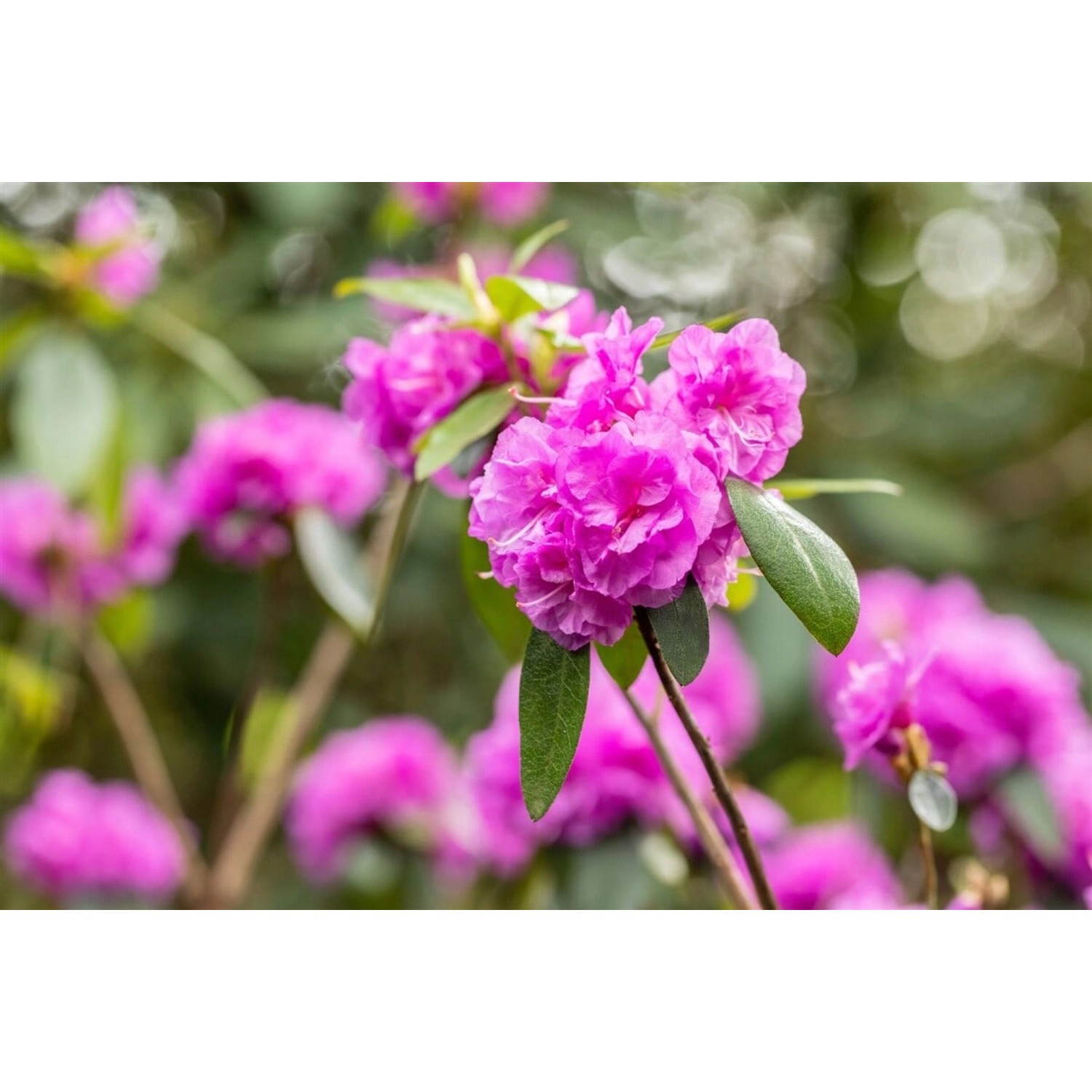 Rhododendron Dauricum April Rose Rosa Blüten 20–25 cm günstig online kaufen