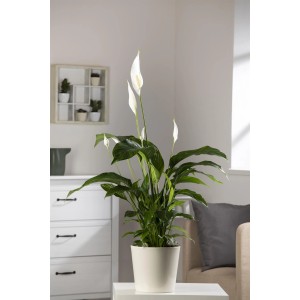 Einblatt 'Sweet Lauretta' im Topf, Zimmerpflanze mit weißen Blüten und grünen Blättern.