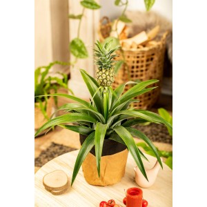GROW by OBI Ananaspflanze 'Candido' im Topf, dekorative Blühpflanze mit kleiner Ananasfrucht.