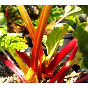 Rhabarber Holsteiner Blut 40 - 50 cm Rheum rhabarbarum