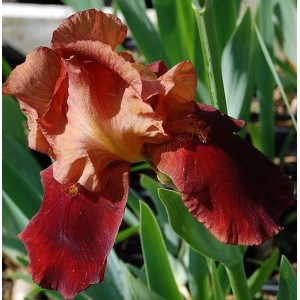 Nahaufnahme der rot-braunen Schwertlilie 'Natchez Trace' (Iris barbata) im Garten.