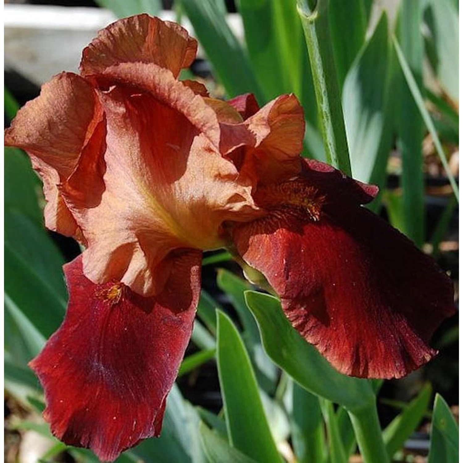 Schwertlilie Natchez Trace - Iris barbata günstig online kaufen