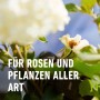 Pferdedung für Rosen und Pflanzen aller Art im Garten.