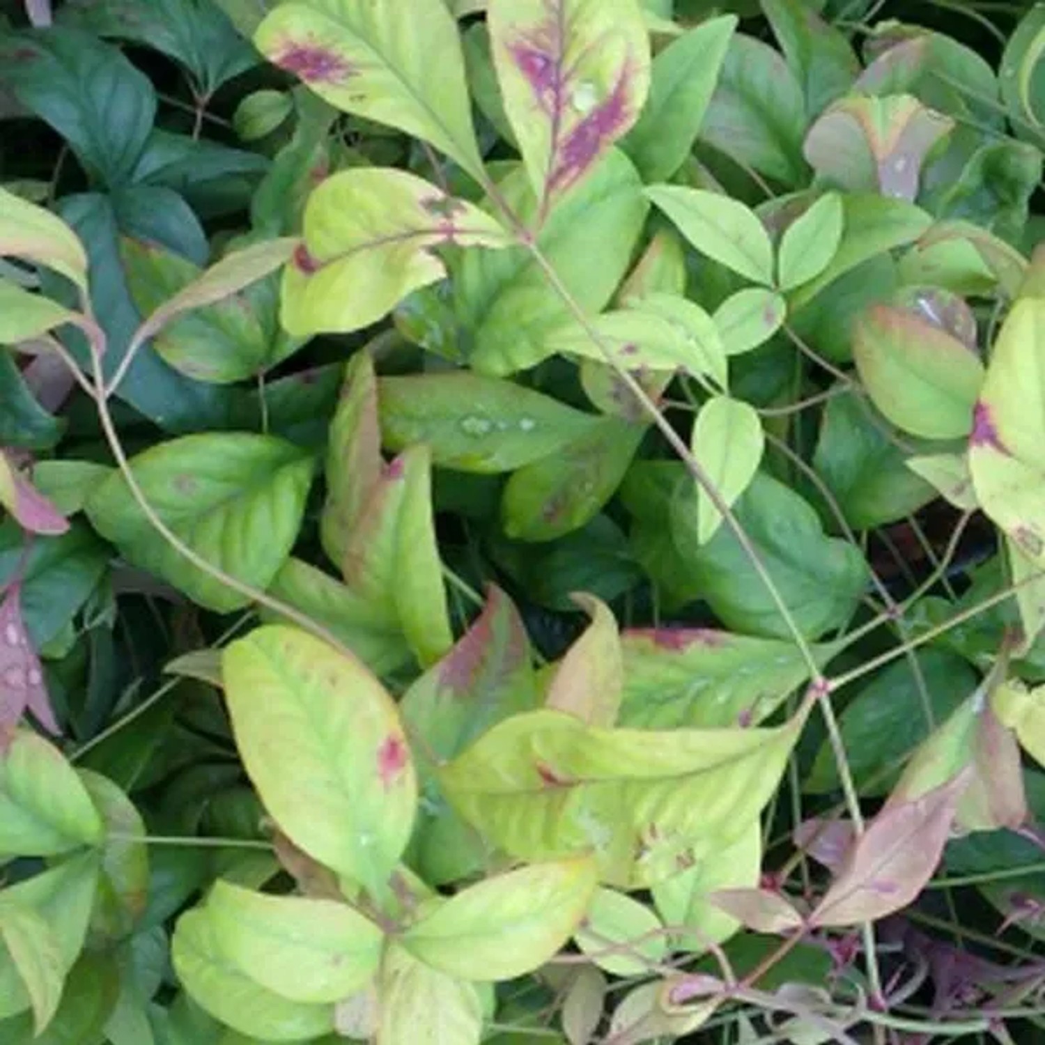 Himmelsbambus 'Firepower' Nandina domestica 25 bis 30 cm im Container Herbstfärbung
