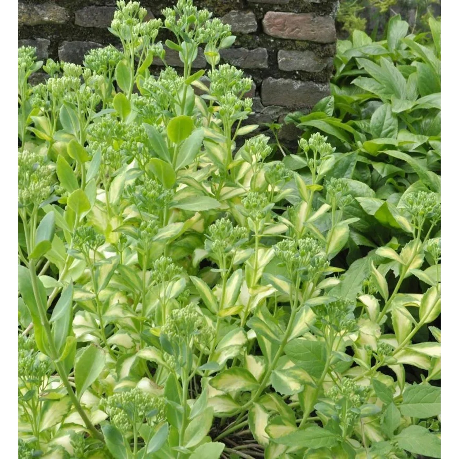 Große Fetthenne Frosty Morn - Sedum telephium