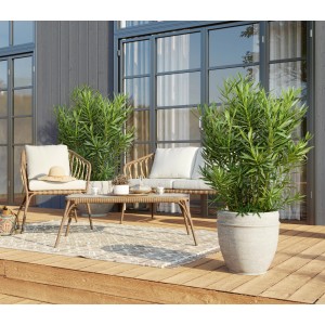 Großer, weißer Oleanderbusch (Nerium oleander) im Topf auf einer Terrasse mit Gartenmöbeln.