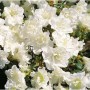 Japanische Azalee Schneeperle 25-30cm - Rhododendron obtusum - Zwerg Alpenrose