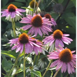 Sonnenhut 'Baby Swan Pink': Echinacea purpurea mit rosa Blüten und brauner Mitte im Garten.