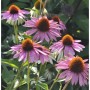 Sonnenhut 'Baby Swan Pink': Echinacea purpurea mit rosa Blüten und brauner Mitte im Garten.
