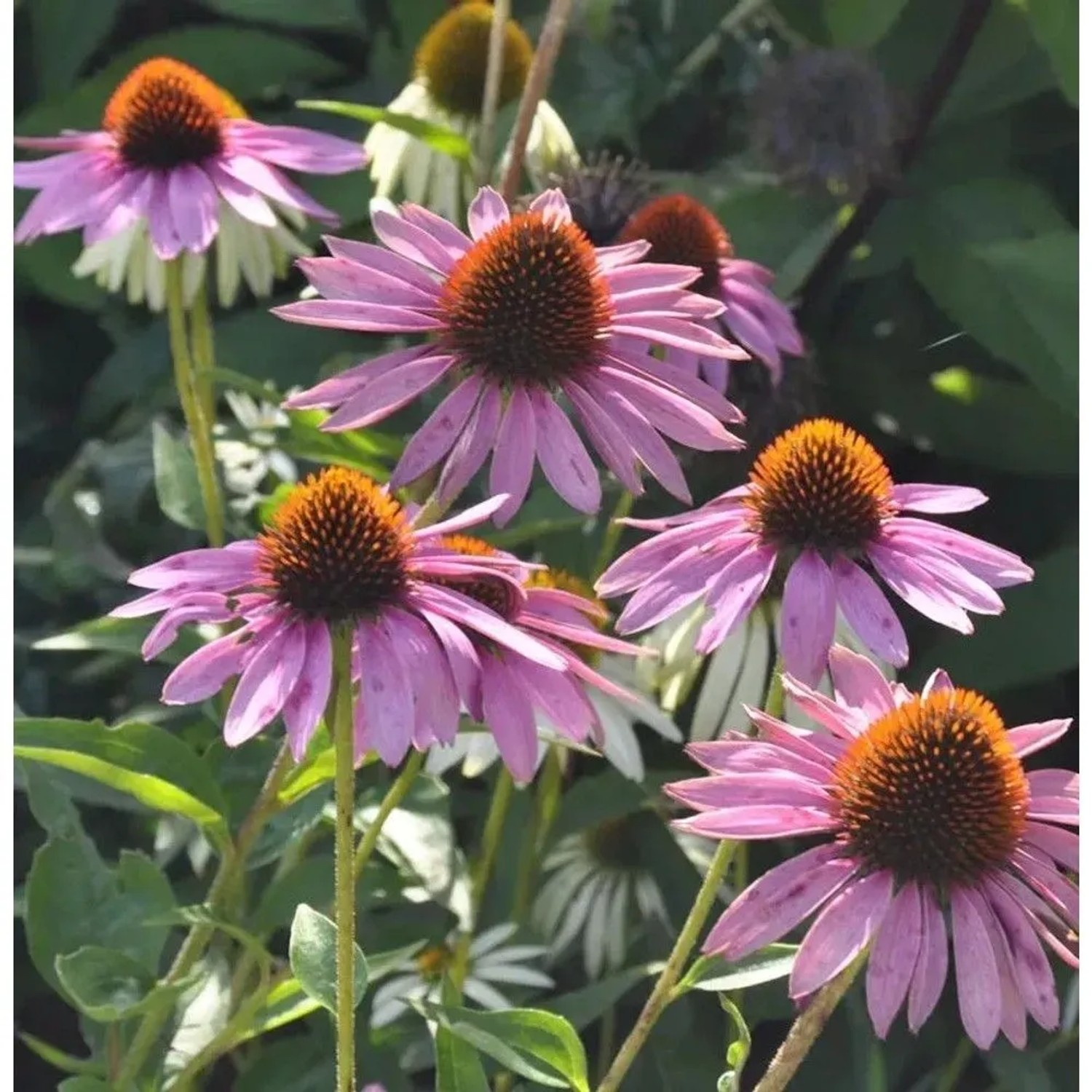 Sonnenhut 'Baby Swan Pink': Echinacea purpurea mit rosa Blüten und brauner Mitte im Garten.