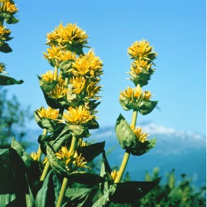 Gelber Enzian (Gentiana Lutea) im 9x9 cm Topf, eine blühende Staude mit gelben Blüten.