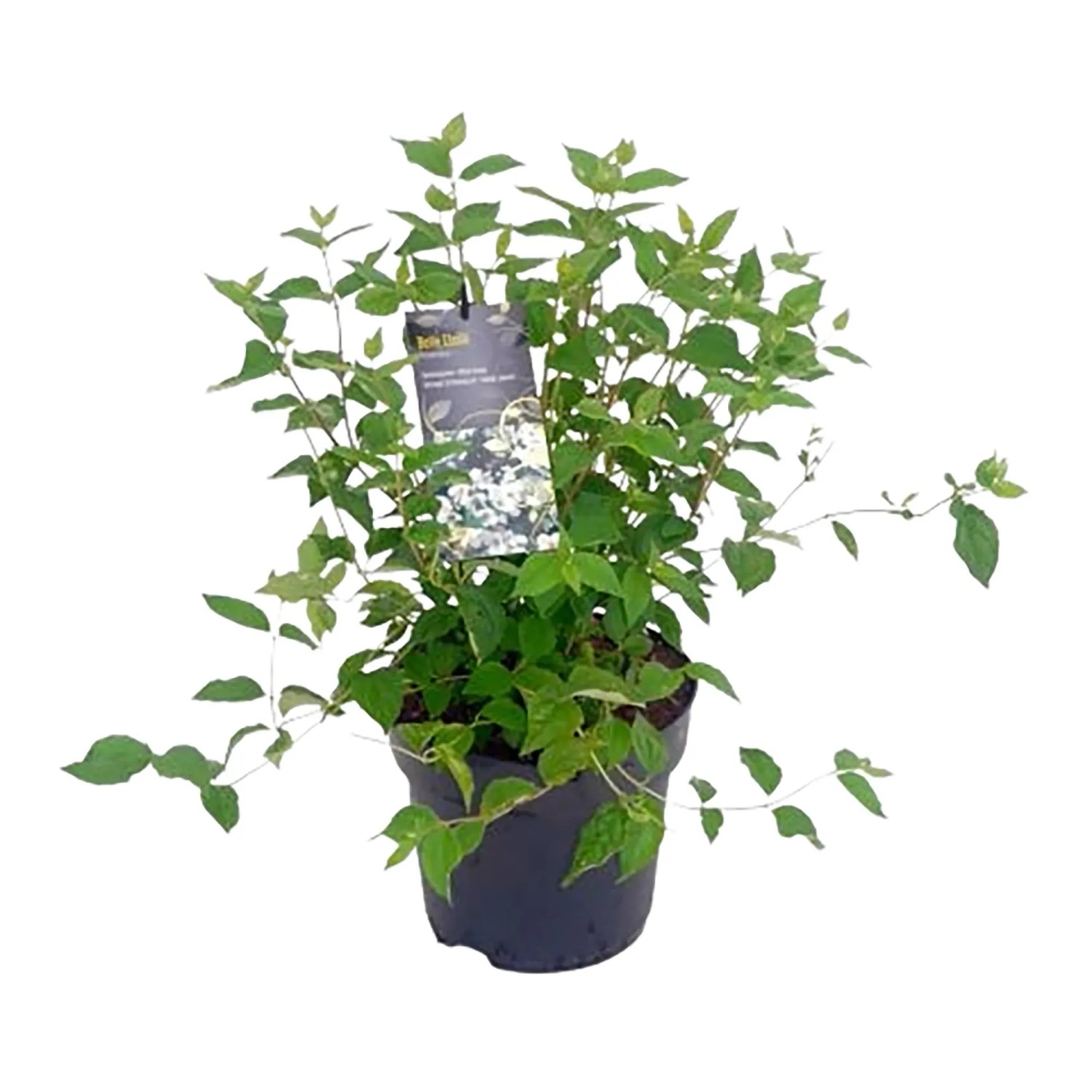 torffreie erde zimmerpflanzen Torffreie Universal-Zimmerpflanzenmischung kaufen? ✓ Schnelle Lieferung –  Sybotanica main image 1