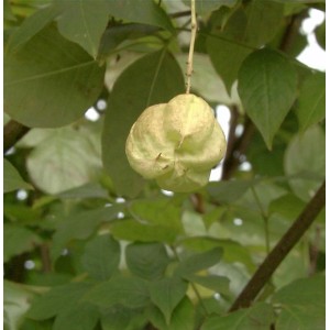 Fruchtstand der Kolchischen Pimpernuss (Staphylea colchica) im Detail.