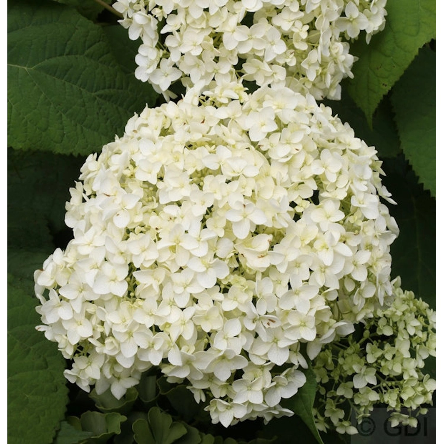 Ballhortensie Annabelle 40-60cm - Hydrangea arborescens günstig online kaufen