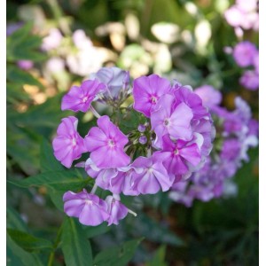 Nahaufnahme der Hohen Flammenblume Christine (Phlox paniculata) mit lila Blüten.