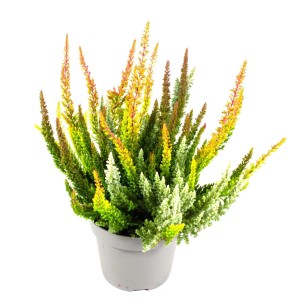 Knospenblüher-Heide 'Beauty Ladies Skyline' im Topf, Calluna vulgaris, verschiedene Farben.