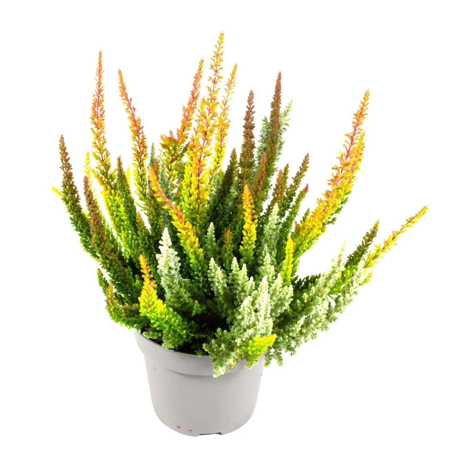 Calluna vulgaris "Beauty Ladies Skyline" Trio Topf  10,5 cm kaufen bei OBI