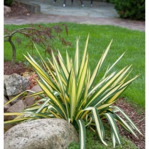 Palmlilie 'Colour Guard' (Yucca filamentosa) mit gelb-grünen Blättern im Garten.