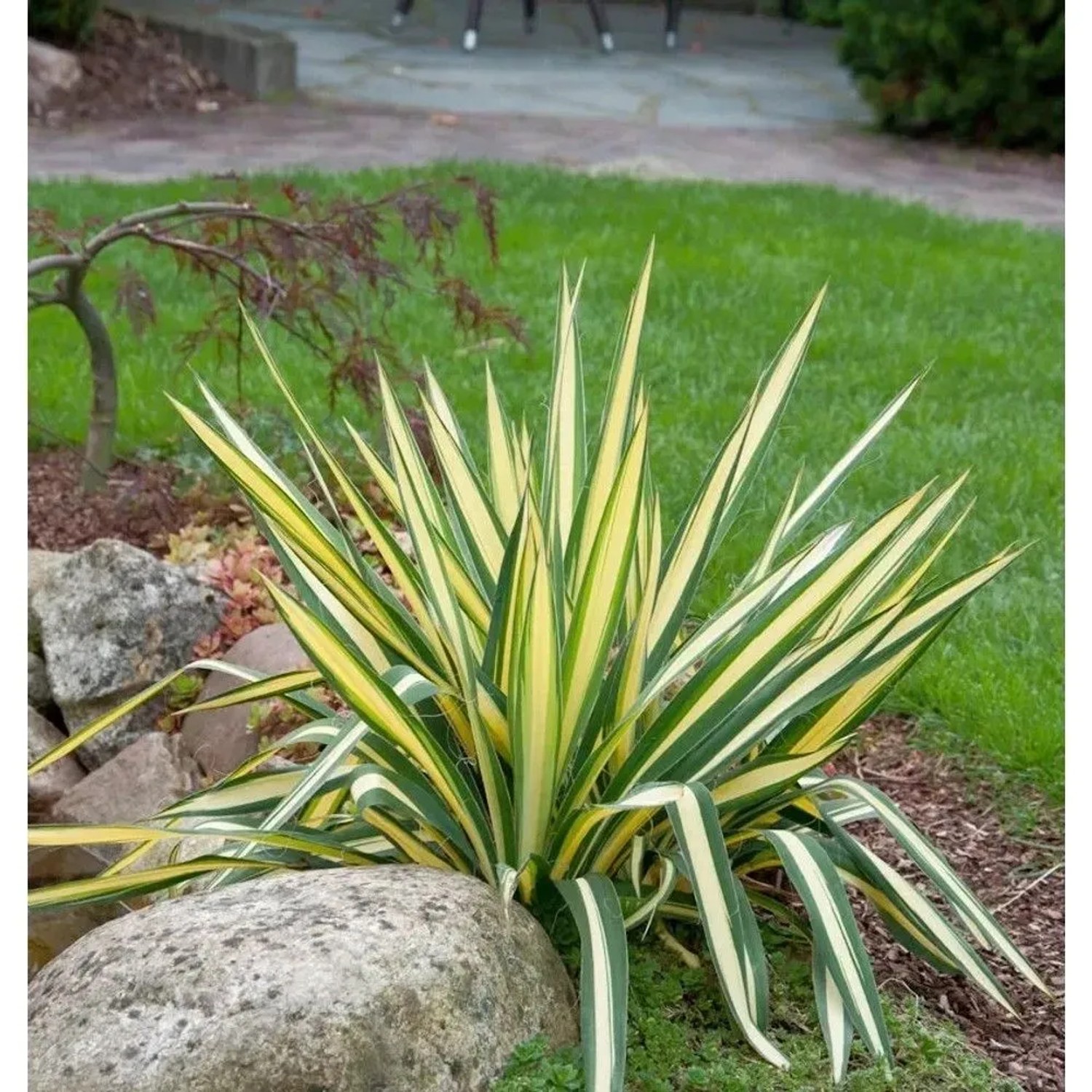 Palmlilie Colour Guard - Yucca filamentosa