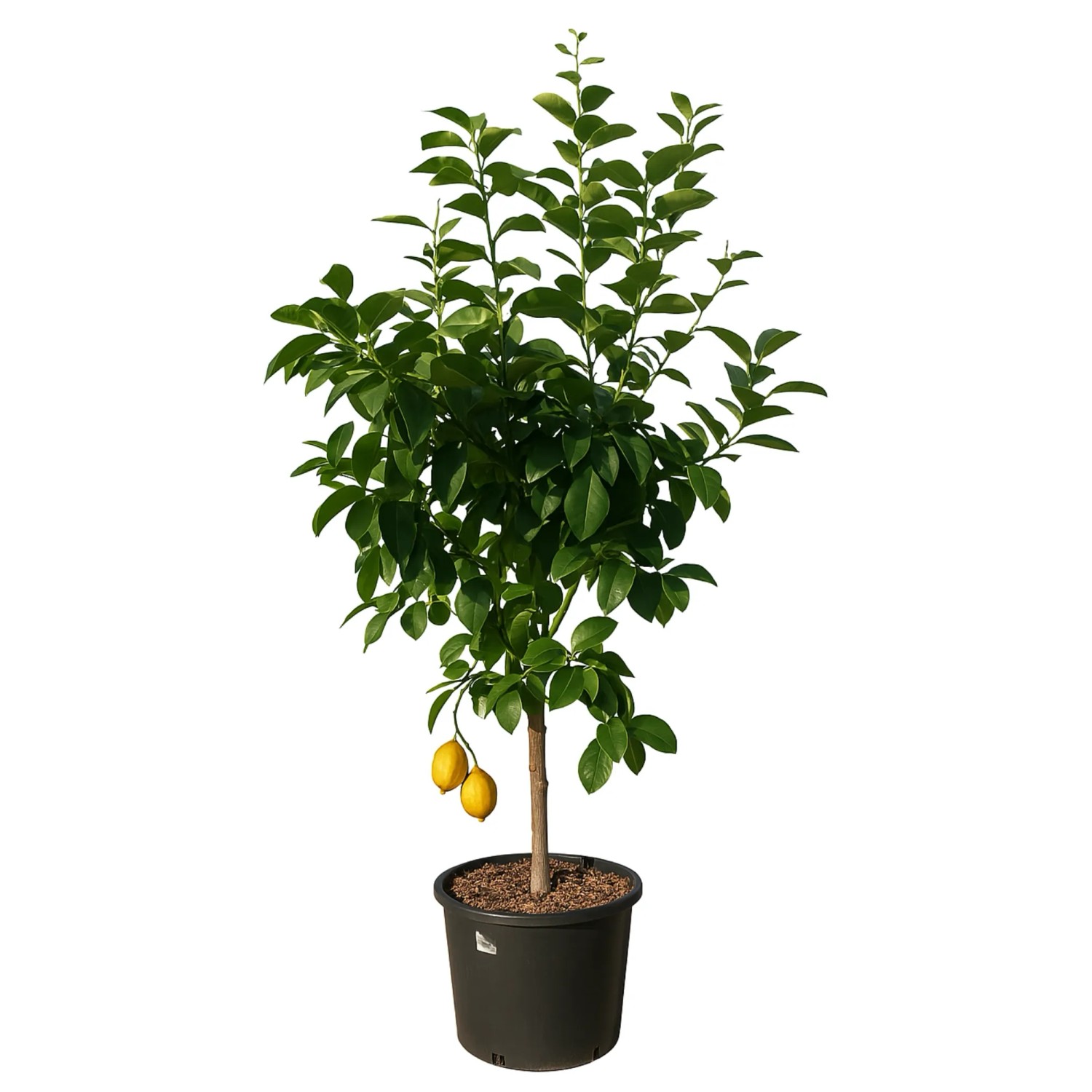 GROW by OBI Zitronenbaum Stamm 120 - 140 cm Citrus limon kaufen bei OBI