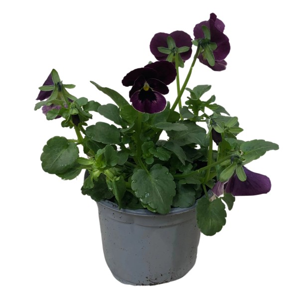 Hornveilchen kaufen bei OBI