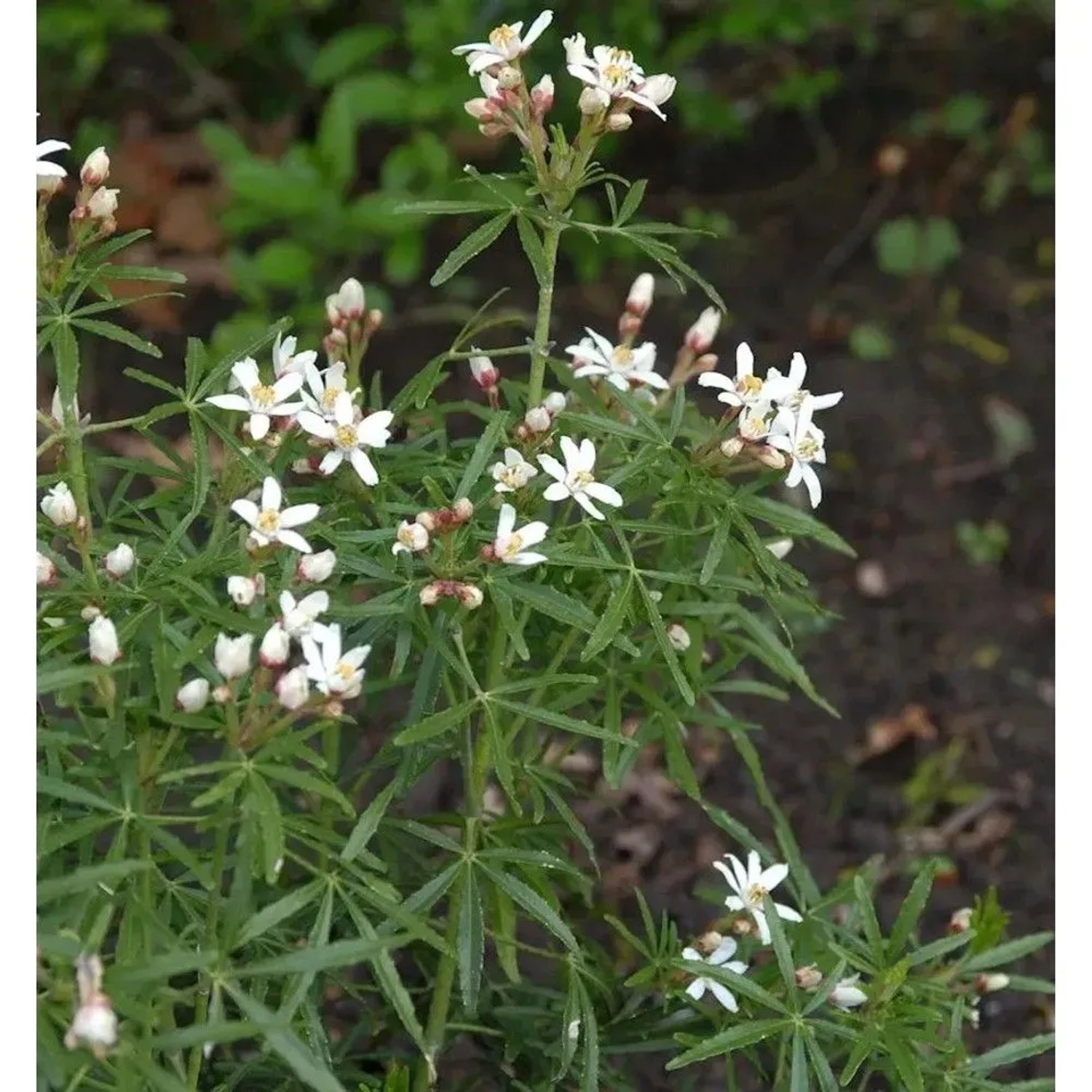 Orangenblume Scented Gem 30-40cm - Choisya ternata