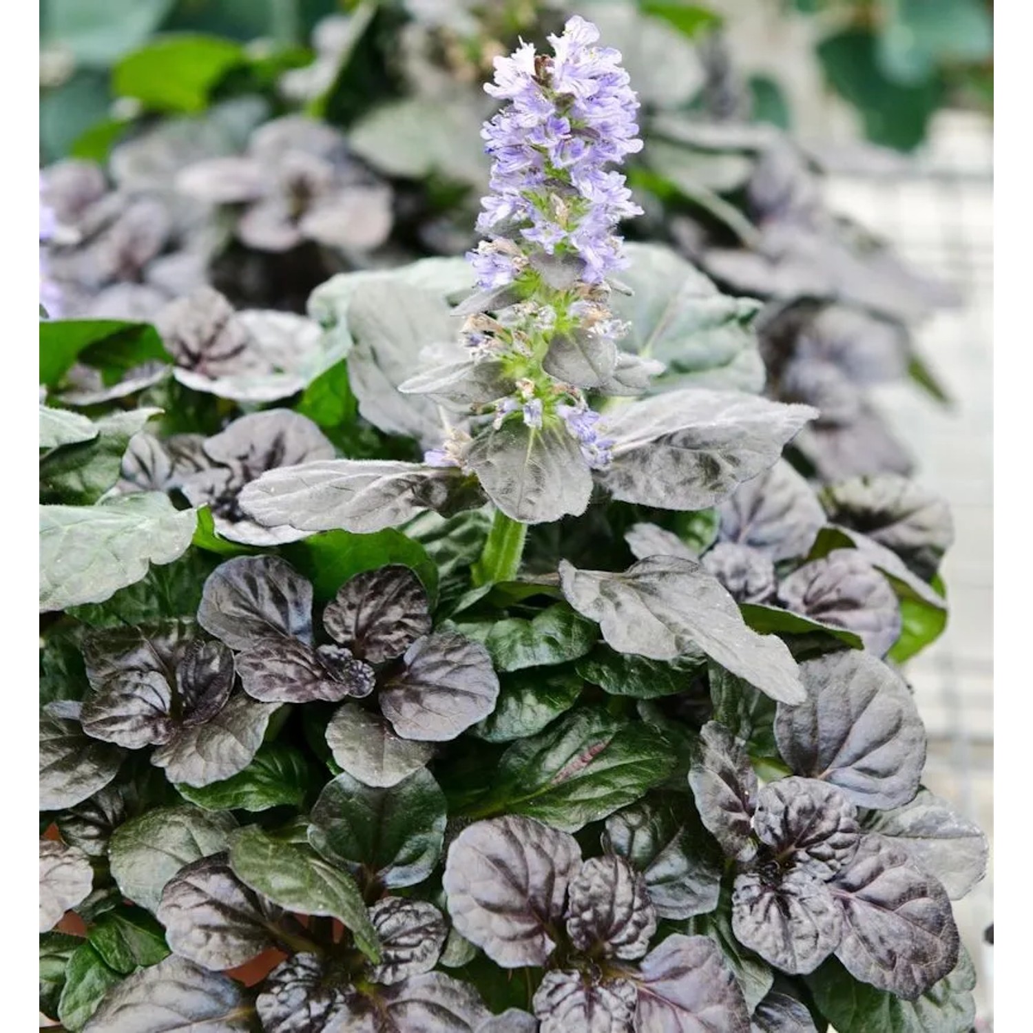 Günsel Chocolate Black Scallop - Ajuga reptans