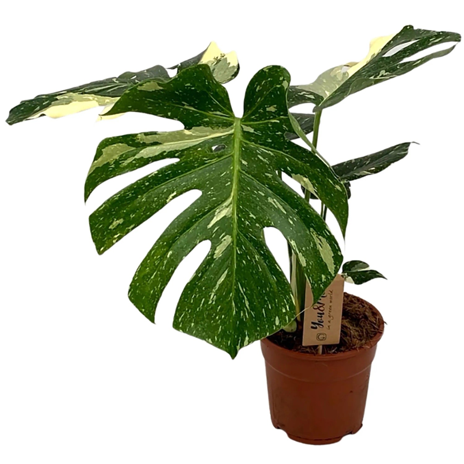 Monstera kaufen bei OBI