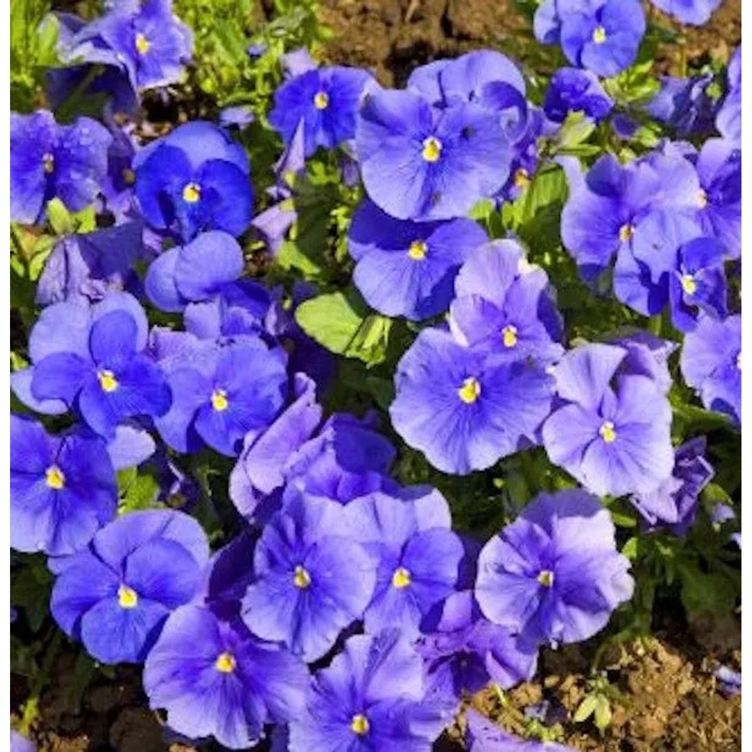 Hornveilchen Martin - Viola cornuta