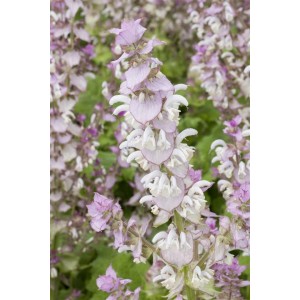 Nahaufnahme des blühenden Muskatellersalbei (Salvia Sclarea) im 11x11 cm Topf.