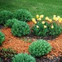 Leuchtend orange Galamio Holzhackschnitzel als Mulch in einem Gartenbeet mit grünen Pflanzen und gelben Tulpen.
