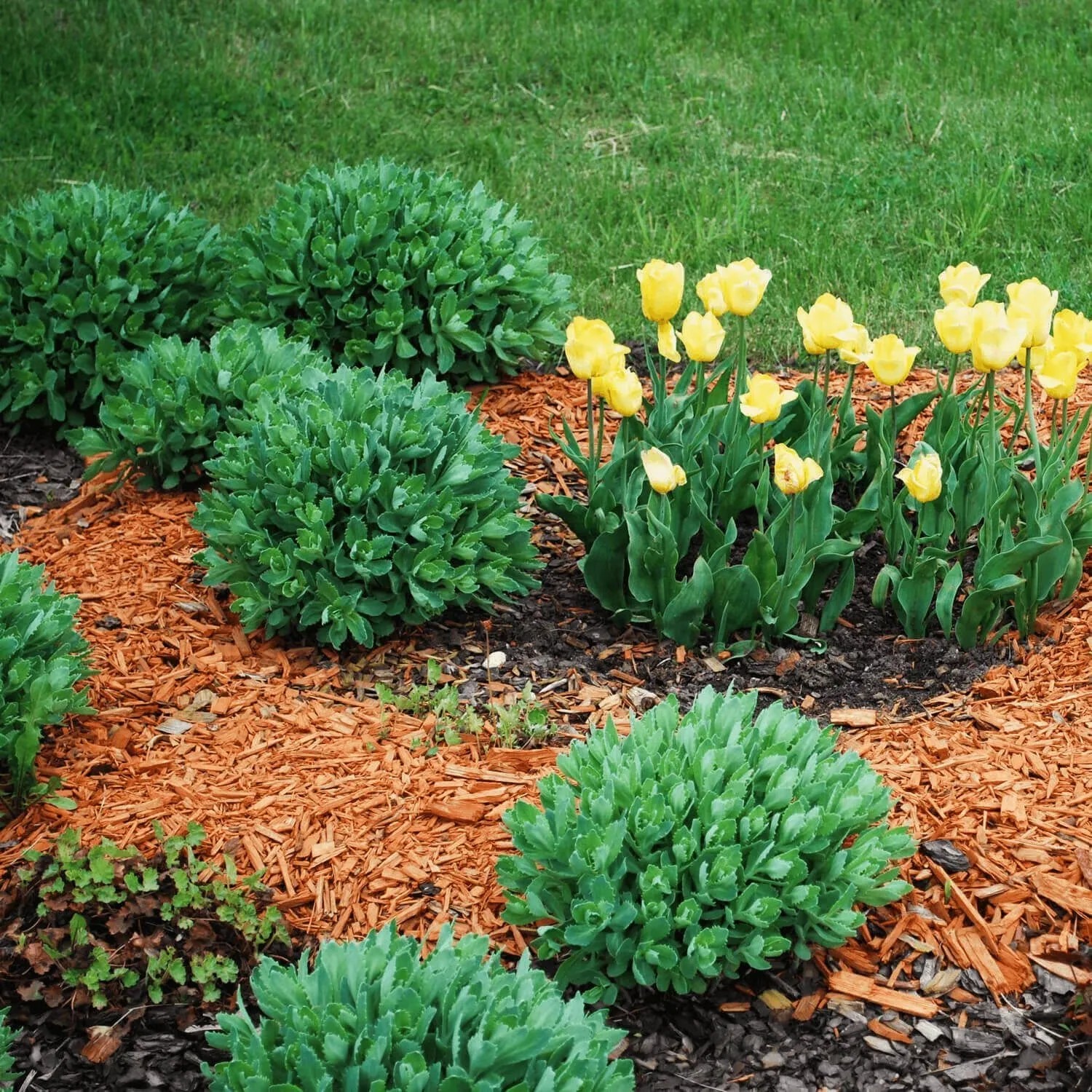 Leuchtend orange Galamio Holzhackschnitzel als Mulch in einem Gartenbeet mit grünen Pflanzen und gelben Tulpen.
