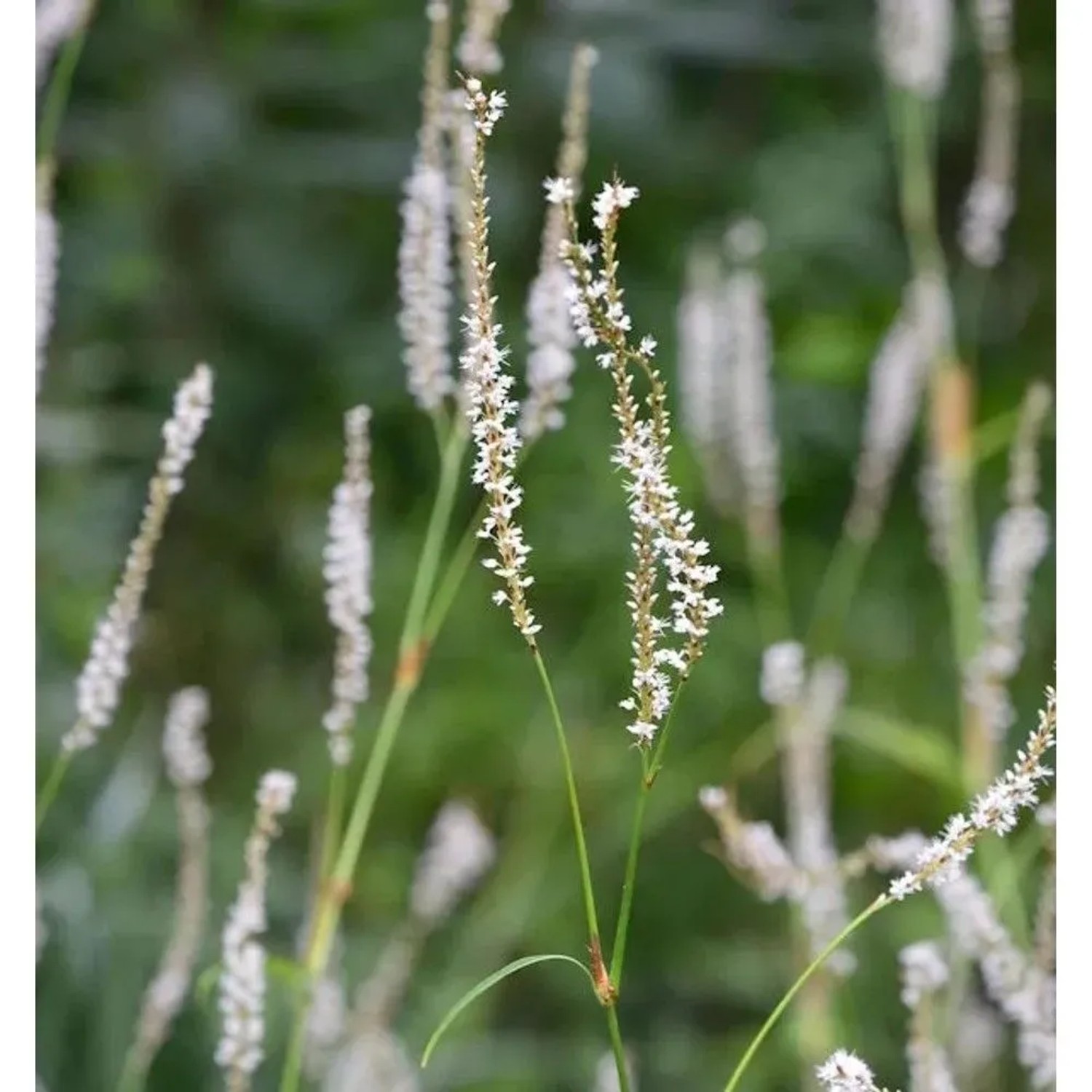 Kerzenknöterich Album - Persicaria amplexicaulis