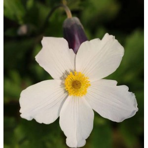 Nahaufnahme einer weißen Japanischen Herbstanemone 'Wild Swan' mit gelber Mitte.