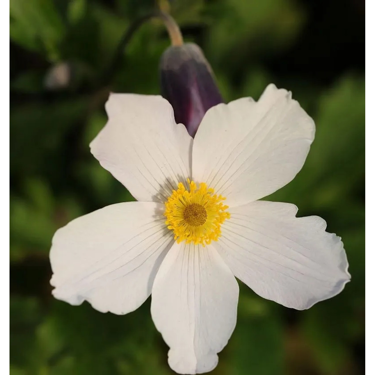 Japanische Herbstanemone Wild Swan - Anemone japonica
