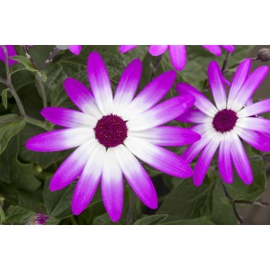 Nahaufnahme des zweifarbigen Greiskrauts 'Senetti Mag Bicolor' mit rosa-weißen Blüten.
