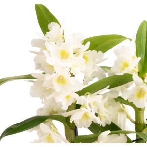 Nahaufnahme der weißen Bambus-Orchidee von GROW by OBI, ca. 50 cm hoch, im 12 cm Topf.