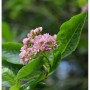 Nahaufnahme der Zwerg-Mehlbeere (Sorbus chamaemespilus) mit rosa Blüten und grünen Blättern.
