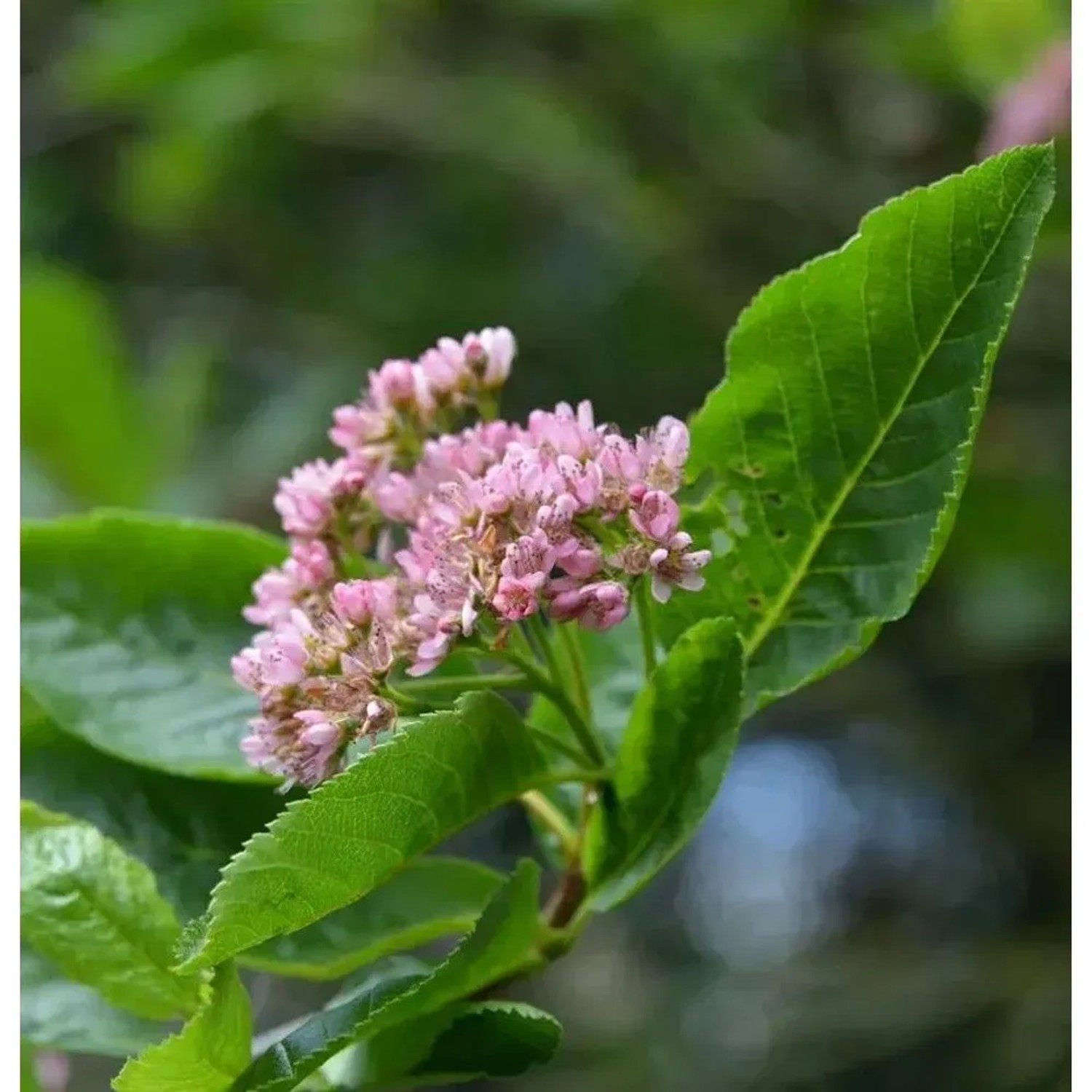 Nahaufnahme der Zwerg-Mehlbeere (Sorbus chamaemespilus) mit rosa Blüten und grünen Blättern.