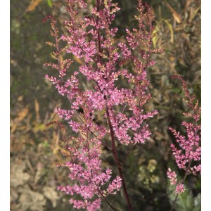 Prachtspiere Köln (Astilbe japonica) mit zarten, rosa Blütenständen im Gegenlicht.