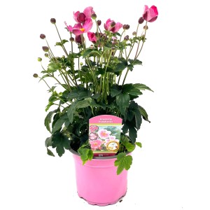 Herbst-Anemone 'Fantasy' im pinken Topf, ca. 35 cm hoch.