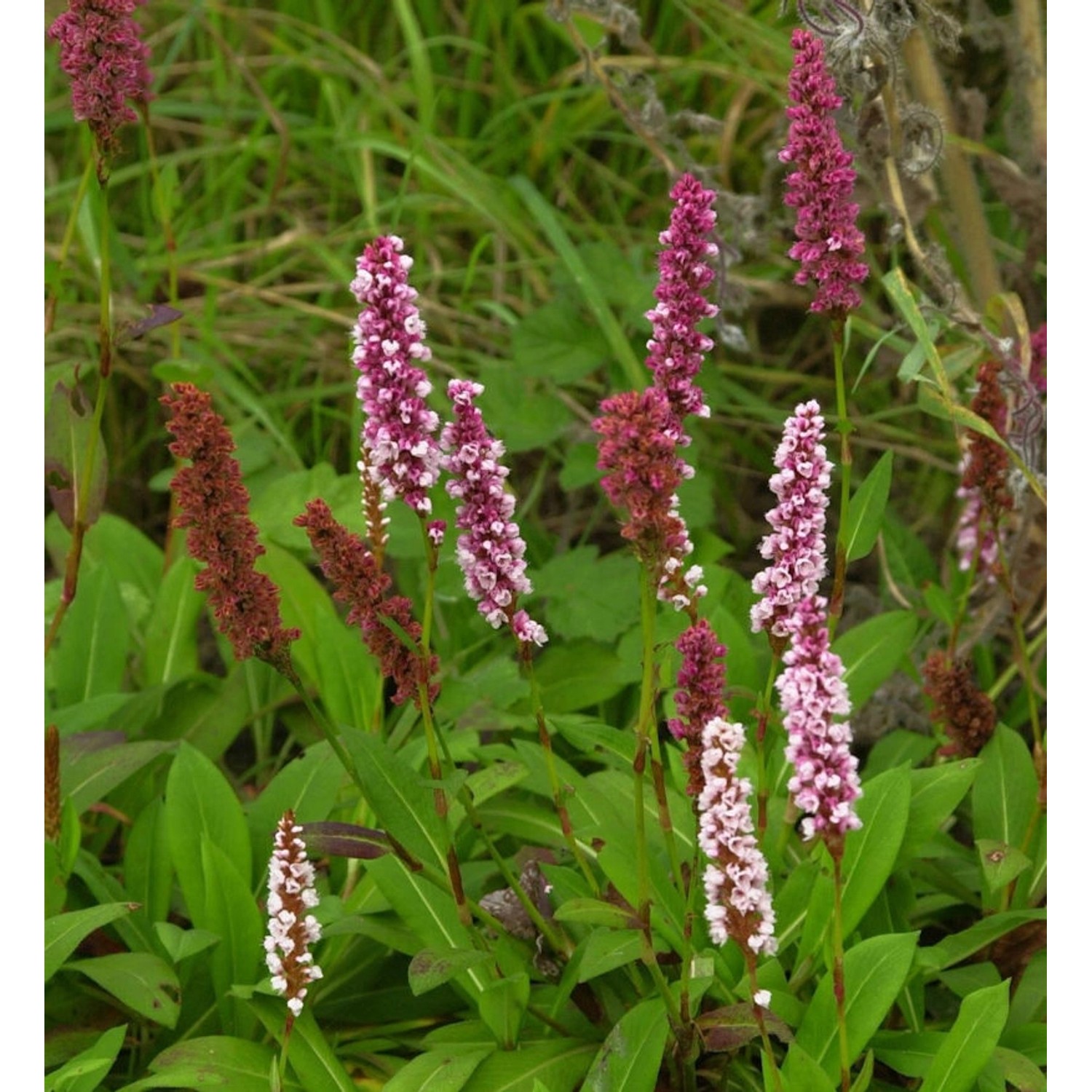 Schneckenknöterich - Persicaria affinis günstig online kaufen