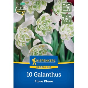 Kiepenkerl Schneeglöckchen 'Flore Pleno', gefüllte, weiß-grüne Blüten, 10 Stück Blumenzwiebeln.