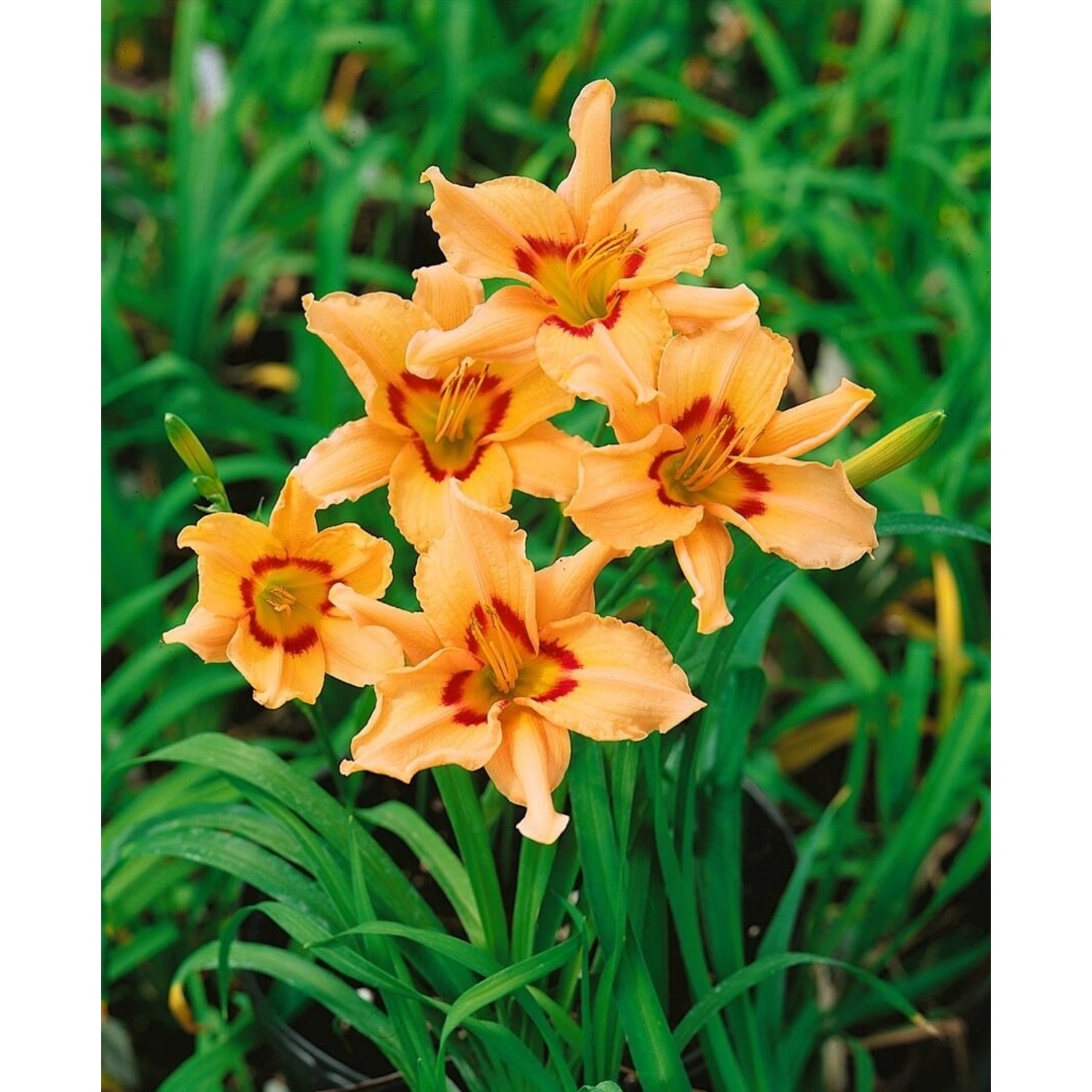 Hemerocallis X Cult. Lynn Hall Taglilie Ca. 11x11 cm Topf günstig online kaufen