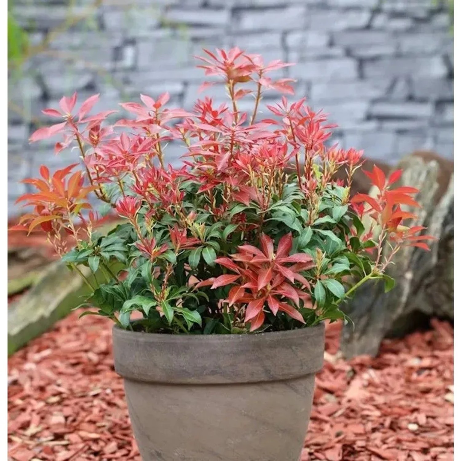Schattenglöckchen Lavendelheide Mountain Fire 30-40cm - Pieris japonica