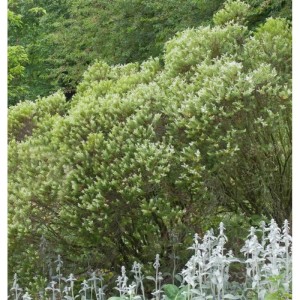 10x Buchsblättrige Strauchveronika - Hebe buxifolia