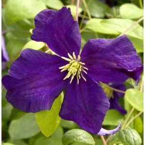 Nahaufnahme einer blauen Waldrebe (Clematis viticella 'Blue Belle') mit gelber Mitte.