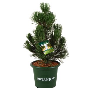 Schlangenhaut-Kiefer Malinki im Topf, ca. 40-50 cm hoch. Zwergkonifere mit grünen Nadeln.