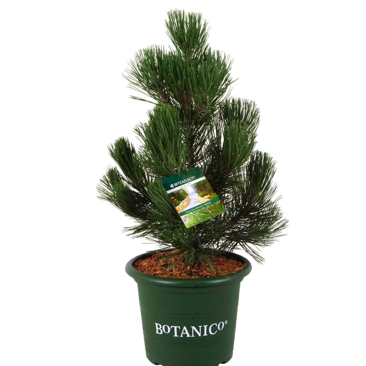 Schlangenhaut-Kiefer "Malinki" Höhe ca. 40-50 cm Topf ca. 10 l Pinus leucodermis